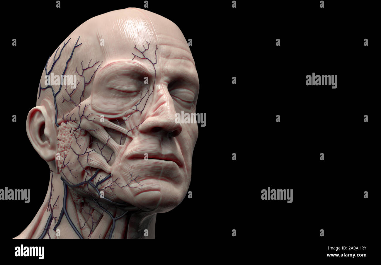 L'anatomie du corps humain de la tête- anatomie des muscles de la tête pour un homme de rendu 3D Banque D'Images