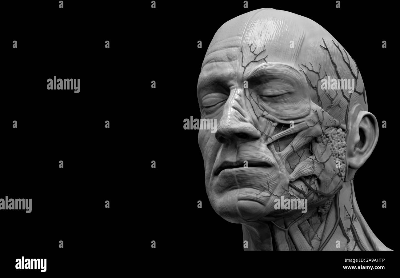 L'anatomie du corps humain de la tête- anatomie des muscles de la tête pour un homme de rendu 3D Banque D'Images
