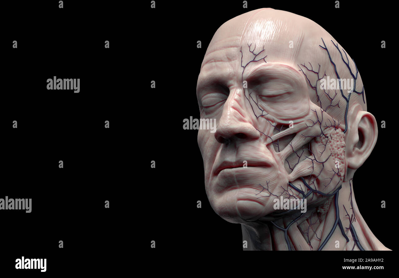 L'anatomie du corps humain de la tête- anatomie des muscles de la tête pour un homme de rendu 3D Banque D'Images