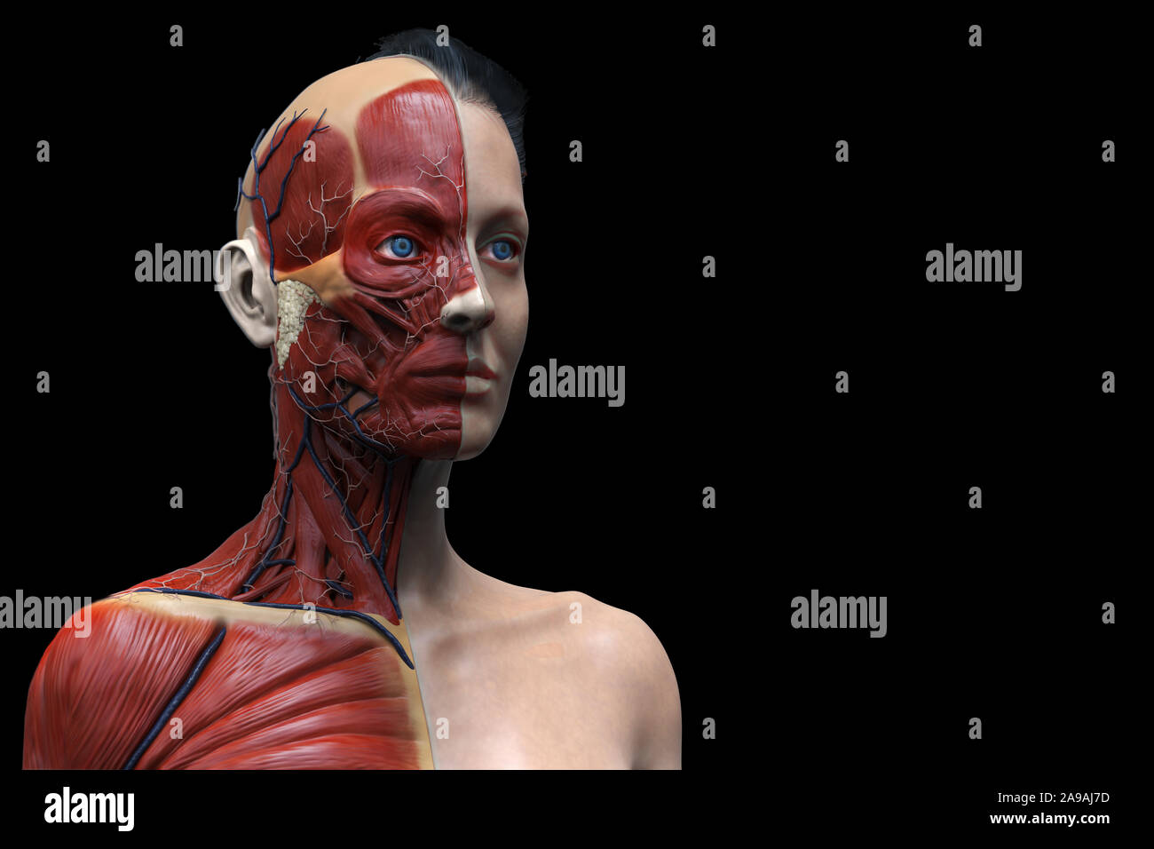 Corps humain anatomie d'une femme d'une structure musculaire, femelle vue de face Vue de côté et vue en perspective, 3D render Banque D'Images