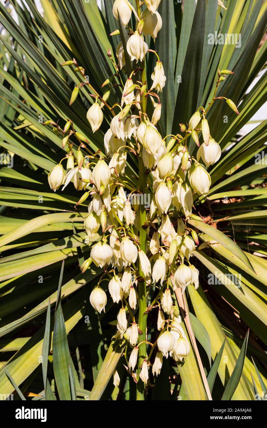 La floraison du yucca, Yucca filamentosa, Adams aiguille et du fil, Sacramento, Californie, États-Unis d'Amérique. USA Banque D'Images