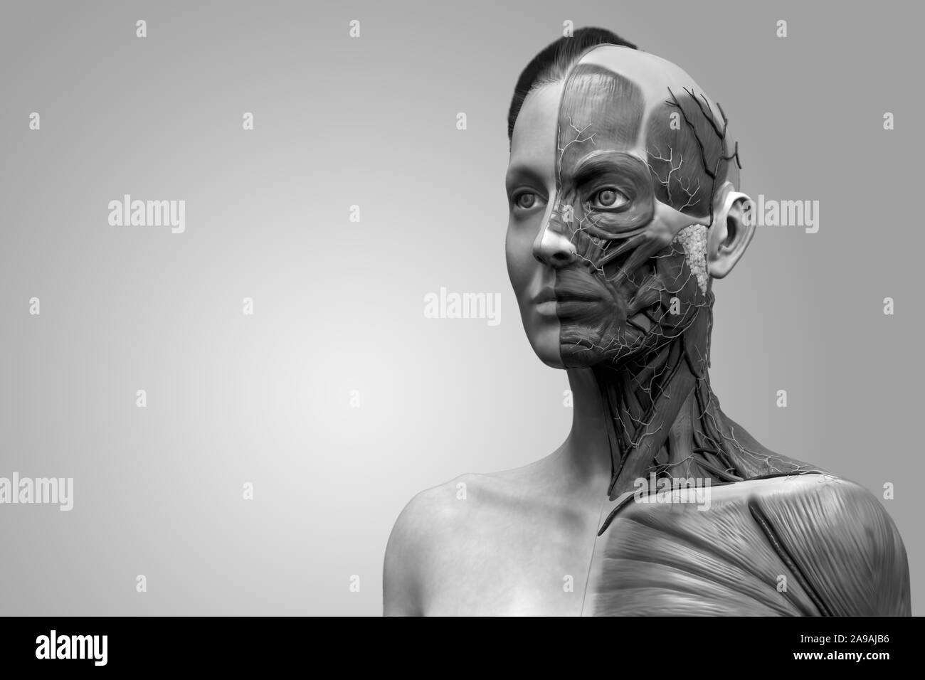 Corps humain anatomie d'une femme d'une structure musculaire, femelle vue de face Vue de côté et vue en perspective, 3D render Banque D'Images