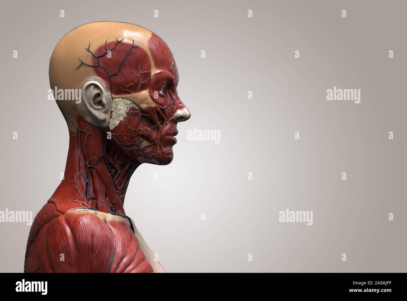 Corps humain anatomie d'une femme d'une structure musculaire, femelle vue de face Vue de côté et vue en perspective, 3D render Banque D'Images