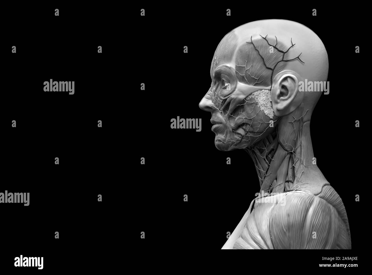 Corps humain anatomie d'une femme d'une structure musculaire, femelle vue de face Vue de côté et vue en perspective, 3D render Banque D'Images