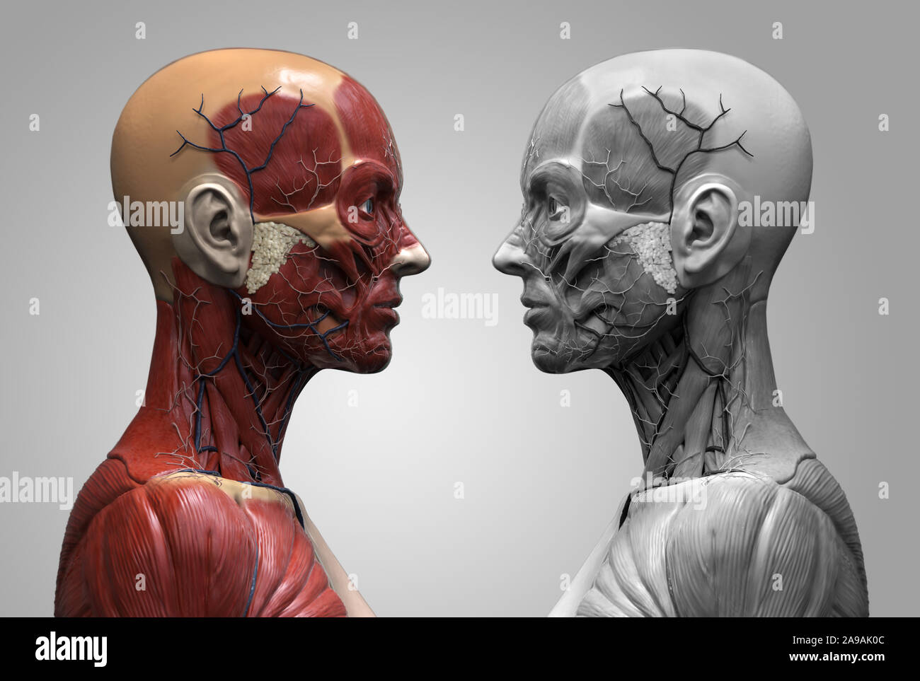 Corps humain anatomie d'une femme d'une structure musculaire, femelle vue de face Vue de côté et vue en perspective, 3D render Banque D'Images