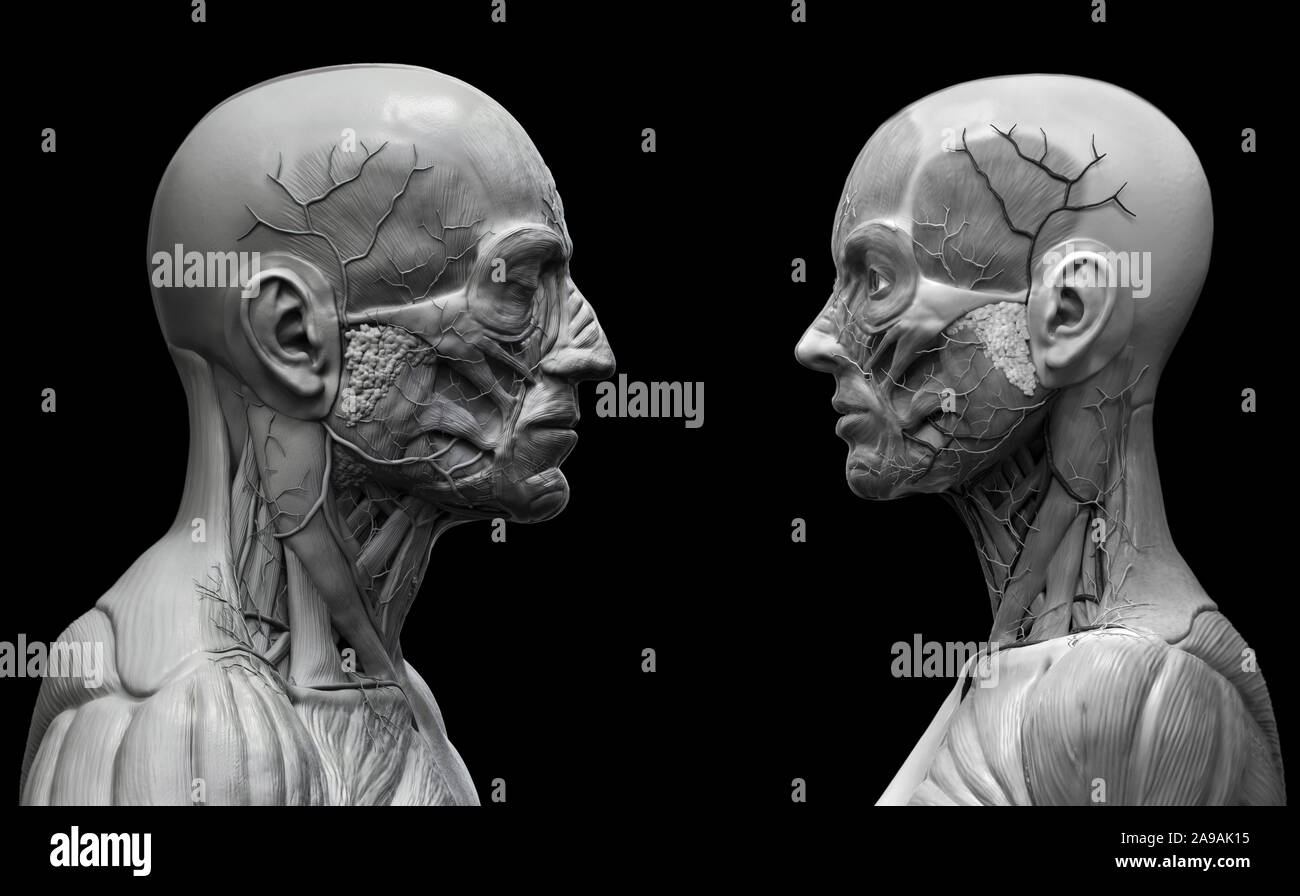 L'anatomie du corps humain de l'arrière-plan un homme et une femme - muscle anatomie de la face et l'épaule , medical image référence de l'anatomie humaine Banque D'Images