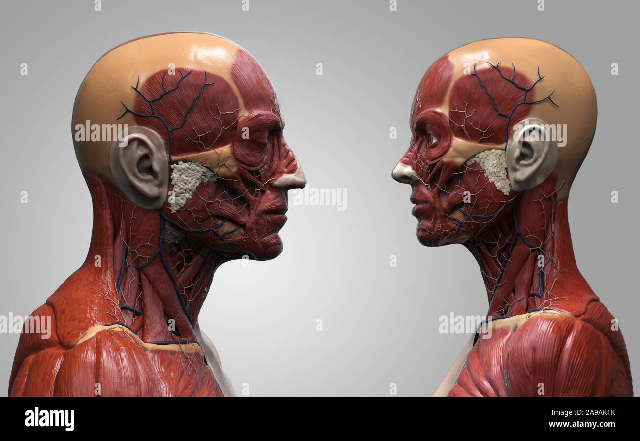L'anatomie du corps humain de l'arrière-plan un homme et une femme - muscle anatomie de la face et l'épaule , medical image référence de l'anatomie humaine Banque D'Images