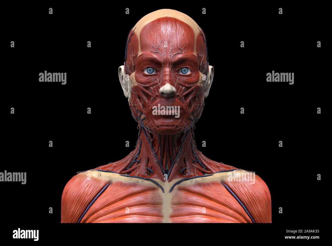 Corps humain anatomie d'une femme d'une structure musculaire, femelle vue de face Vue de côté et vue en perspective, 3D render Banque D'Images