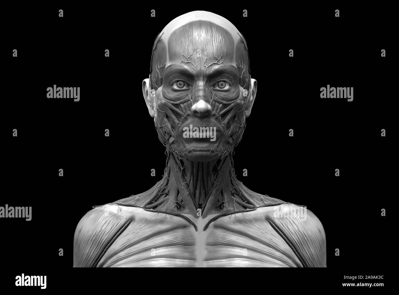 Corps humain anatomie d'une femme d'une structure musculaire, femelle vue de face Vue de côté et vue en perspective, 3D render Banque D'Images