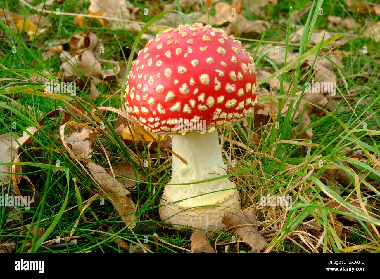 Agaric Fly, ou Amanita muscaria, toadstool dans British woodland Banque D'Images