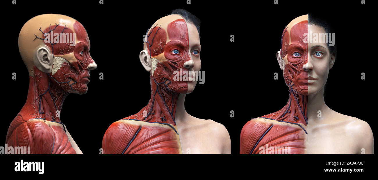 Corps humain anatomie d'une femme d'une structure musculaire, femelle vue de face Vue de côté et vue en perspective, 3D render Banque D'Images