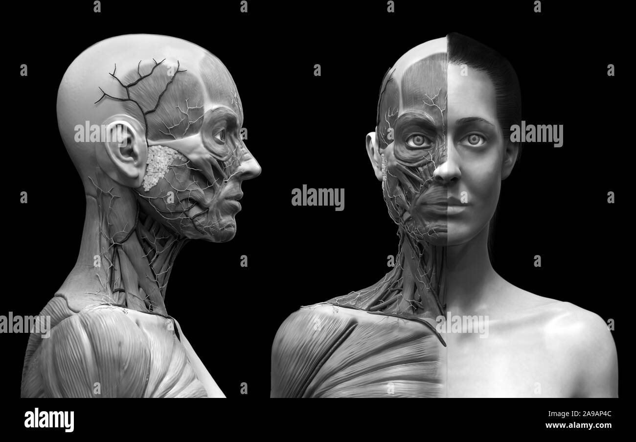 Corps humain anatomie d'une femme d'une structure musculaire, femelle vue de face Vue de côté et vue en perspective, 3D render Banque D'Images