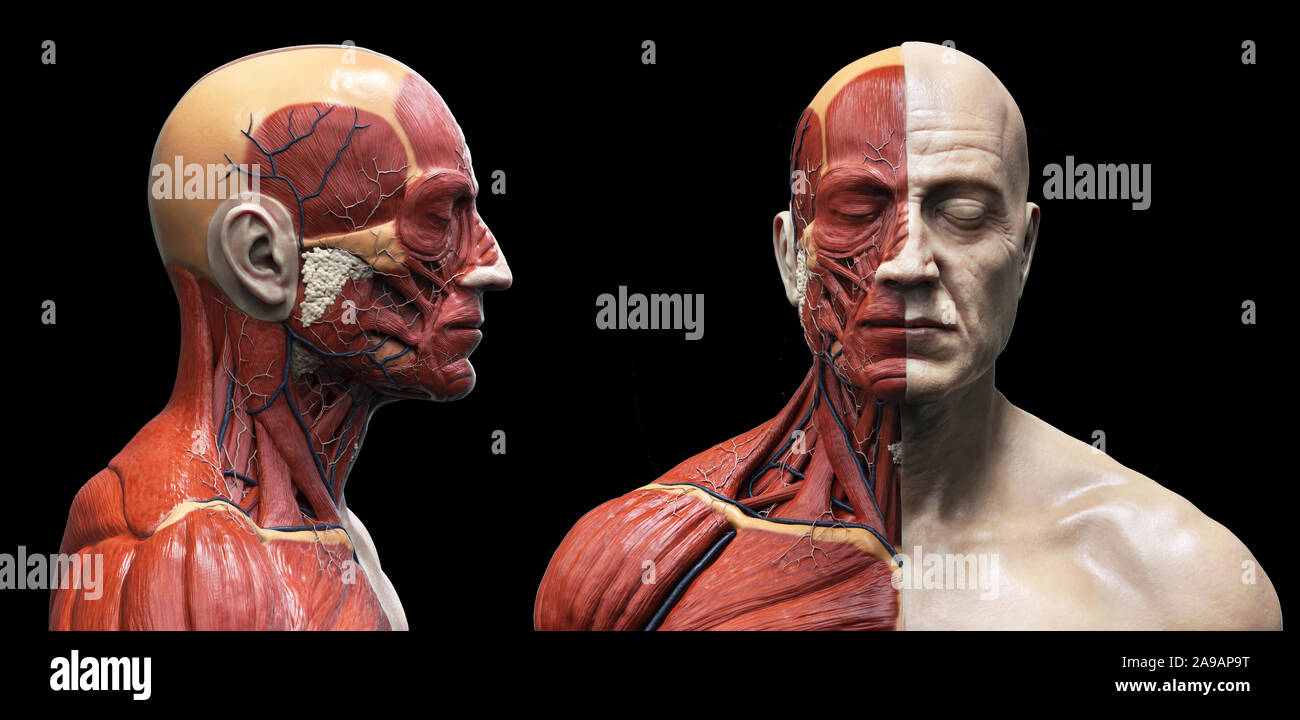 Les muscles de l'anatomie du corps humain structure d'un homme, vue de face Vue de côté et la perspective , fond rendu 3D Banque D'Images