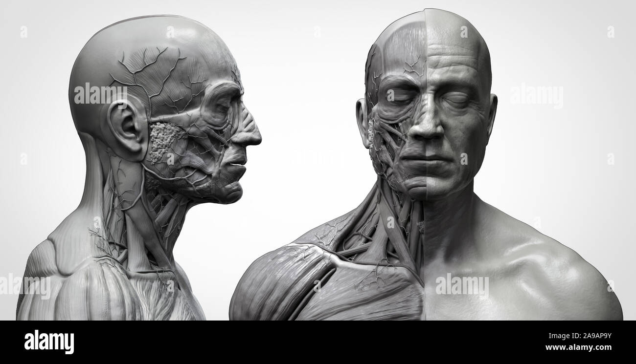 Les muscles de l'anatomie du corps humain structure d'un homme, vue de face Vue de côté et la perspective , fond rendu 3D Banque D'Images