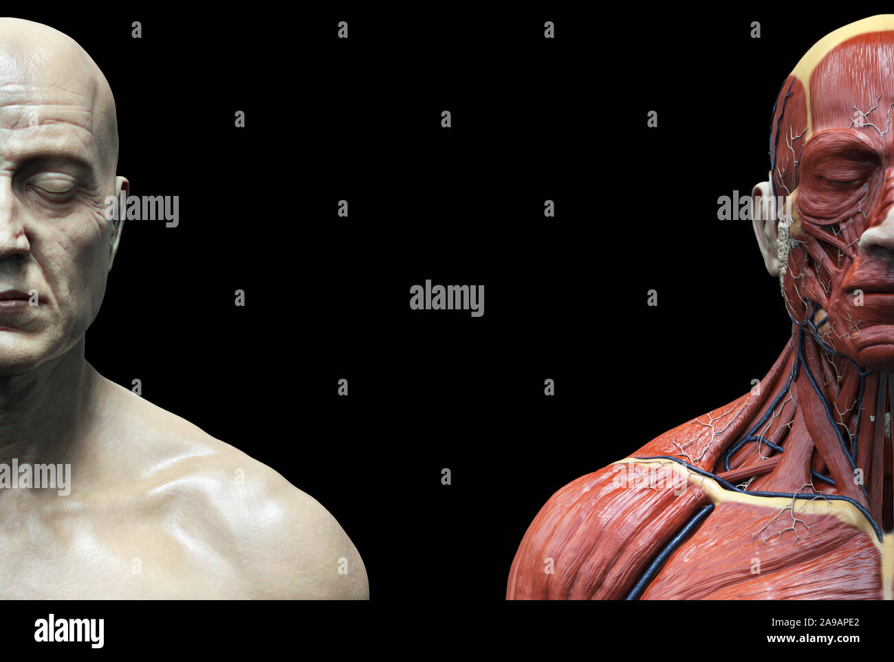 Les muscles de l'anatomie du corps humain structure d'un homme, vue de face Vue de côté et la perspective , fond rendu 3D Banque D'Images