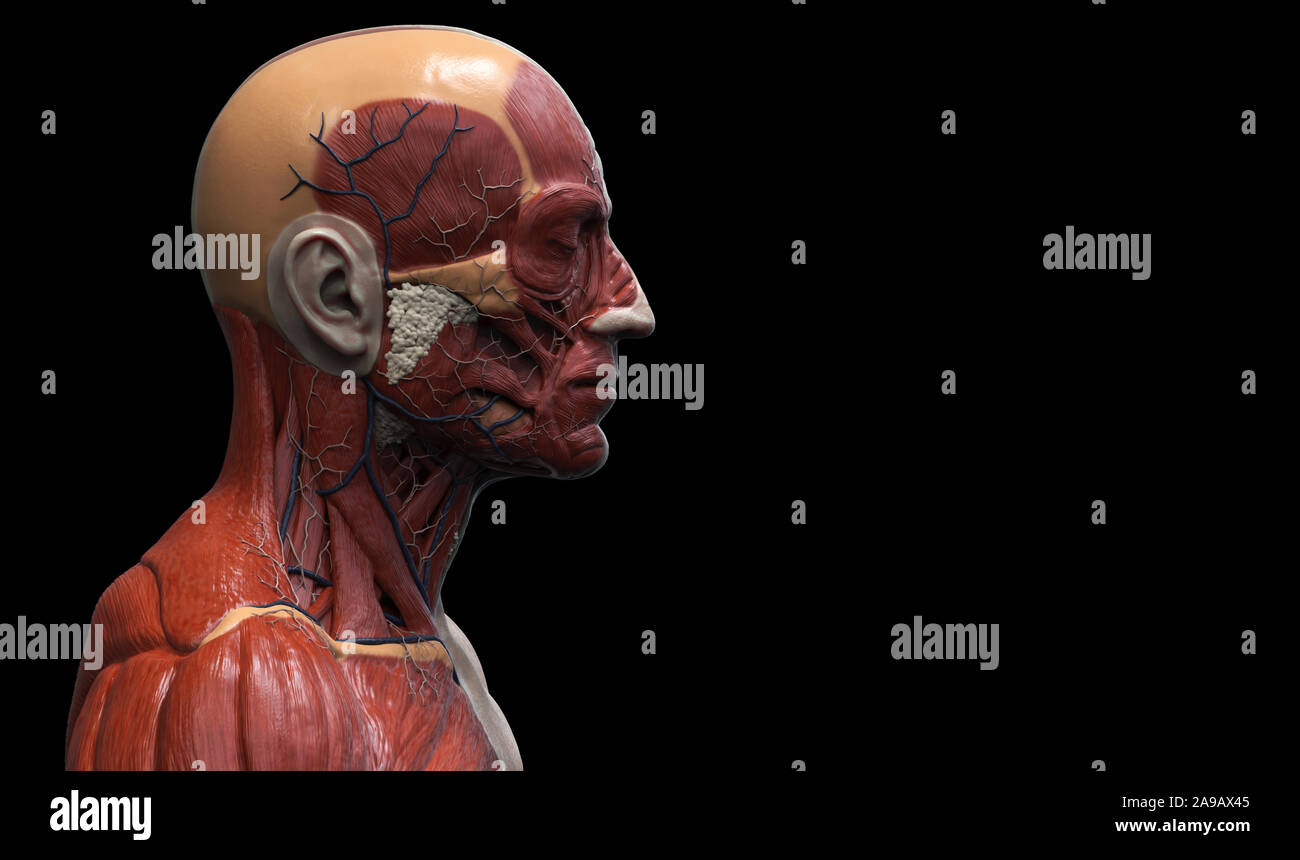 Les muscles de l'anatomie du corps humain structure d'un homme, vue de face Vue de côté et la perspective , fond rendu 3D Banque D'Images