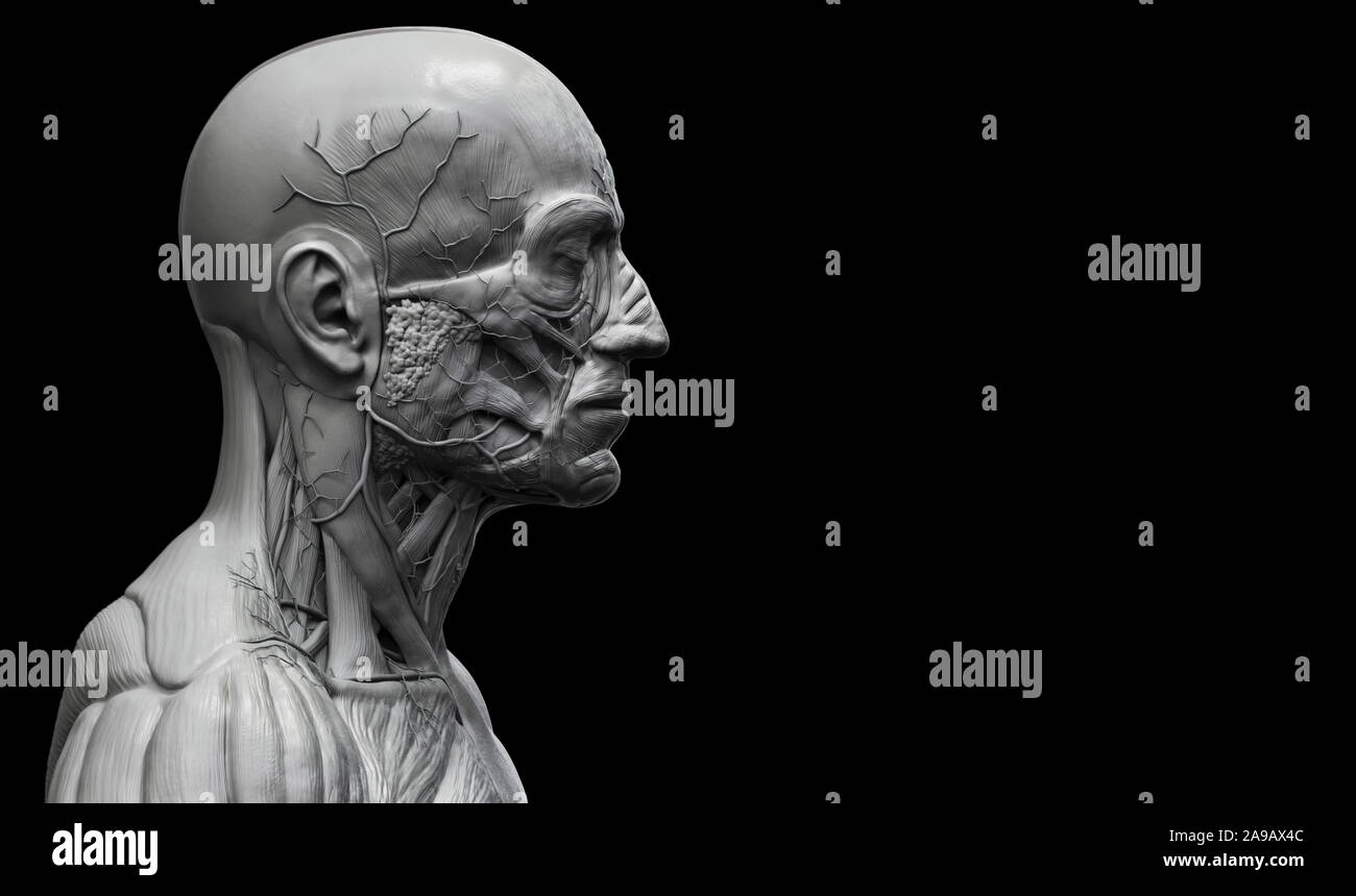 Les muscles de l'anatomie du corps humain structure d'un homme, vue de face Vue de côté et la perspective , fond rendu 3D Banque D'Images