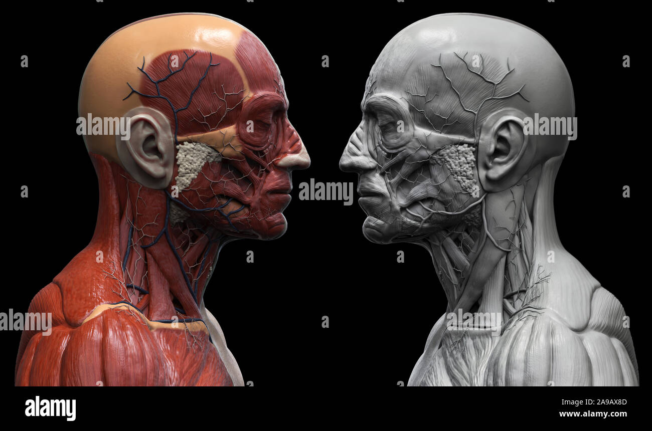 Les muscles de l'anatomie du corps humain structure d'un homme, vue de face Vue de côté et la perspective , fond rendu 3D Banque D'Images