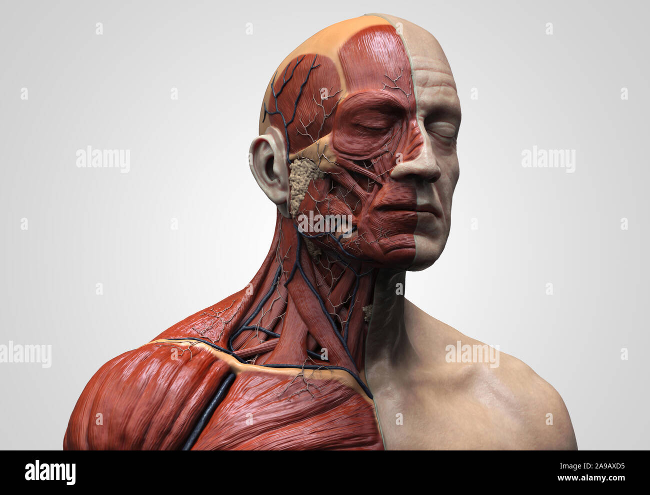 Les muscles de l'anatomie du corps humain structure d'un homme, vue de face Vue de côté et la perspective , fond rendu 3D Banque D'Images