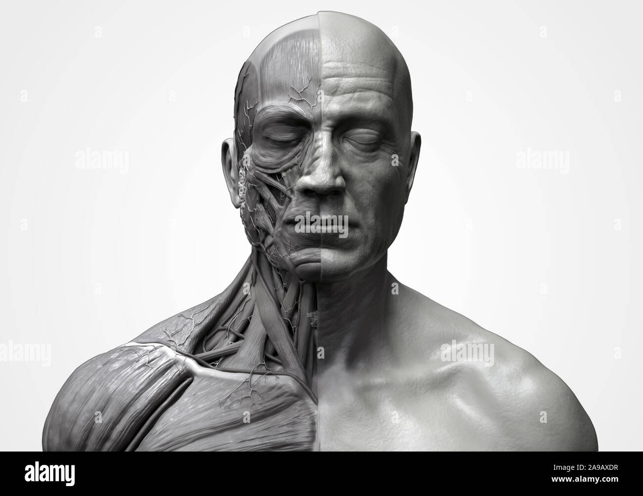Les muscles de l'anatomie du corps humain structure d'un homme, vue de face Vue de côté et la perspective , fond rendu 3D Banque D'Images