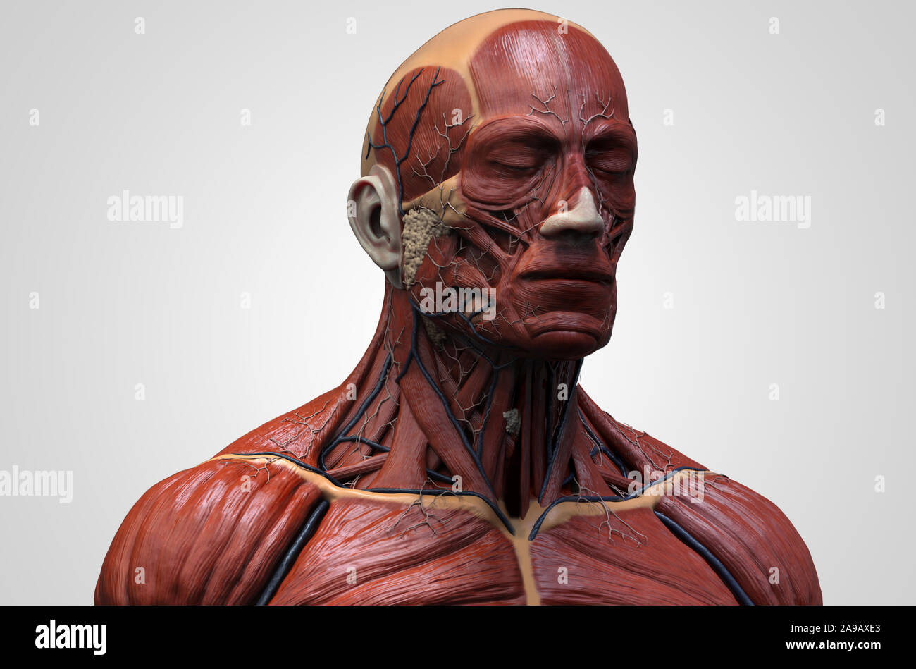 Les muscles de l'anatomie du corps humain structure d'un homme, vue de face Vue de côté et la perspective , fond rendu 3D Banque D'Images