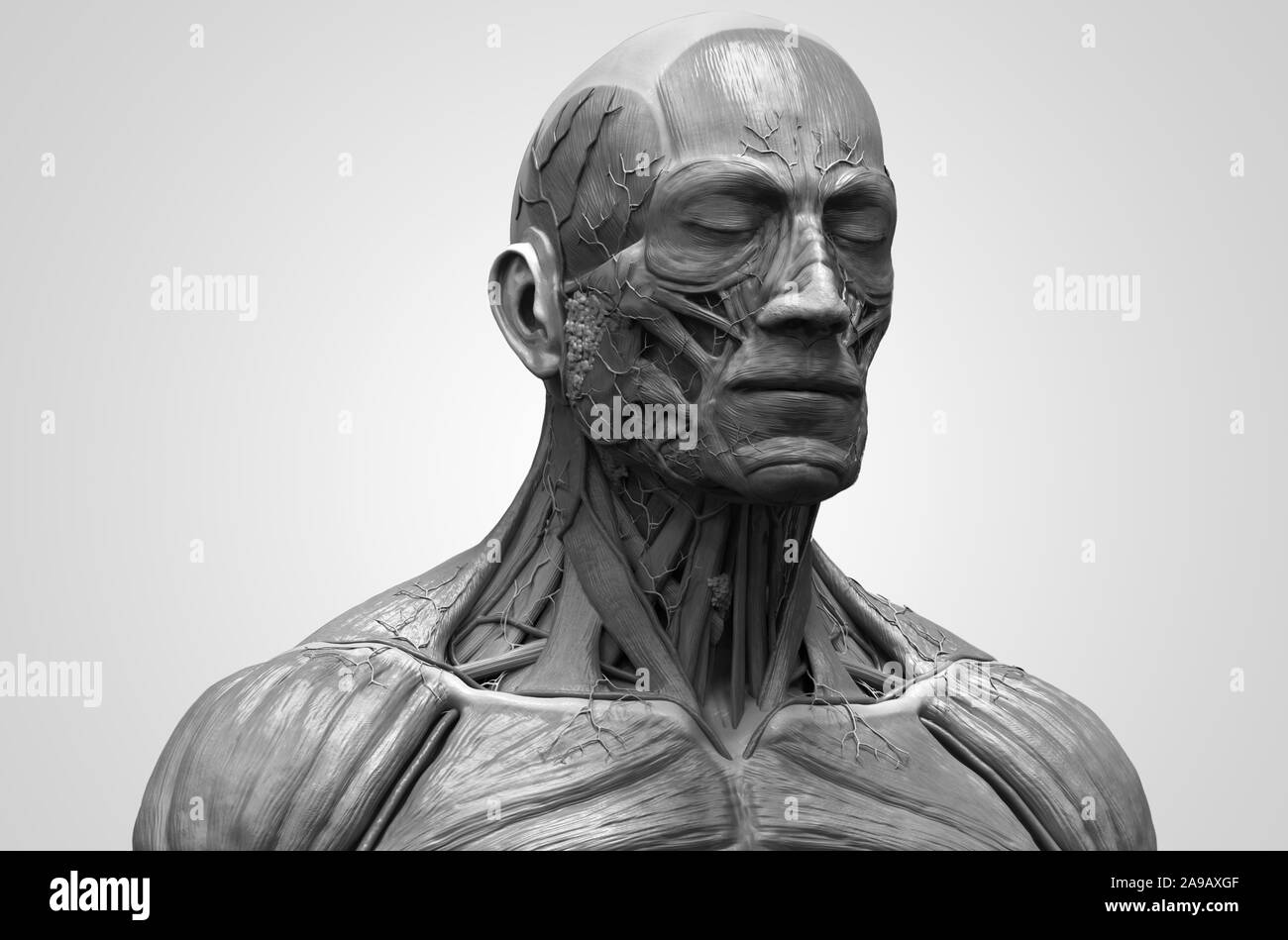 Les muscles de l'anatomie du corps humain structure d'un homme, vue de face Vue de côté et la perspective , fond rendu 3D Banque D'Images