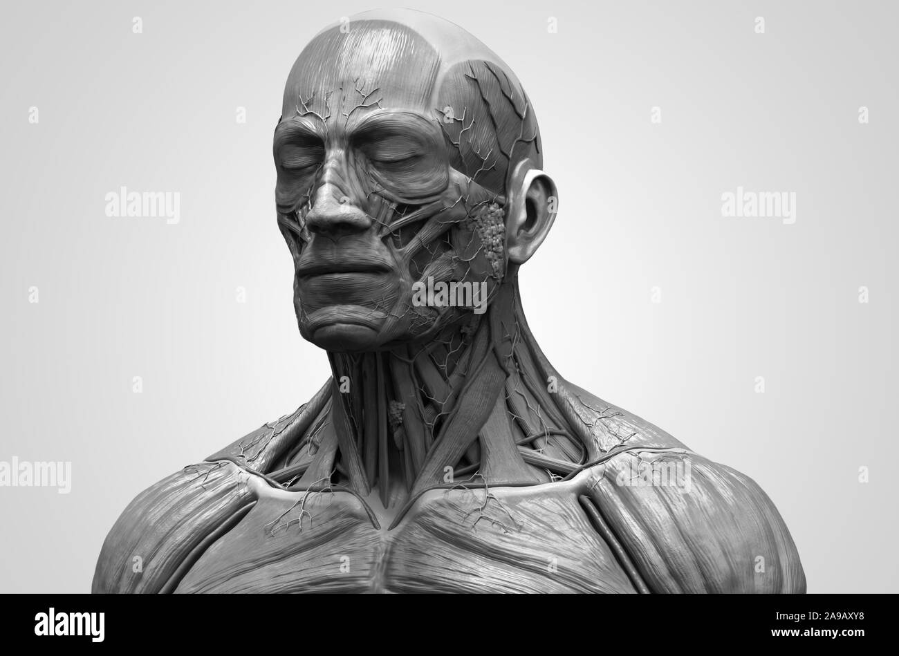 Les muscles de l'anatomie du corps humain structure d'un homme, vue de face Vue de côté et la perspective , fond rendu 3D Banque D'Images