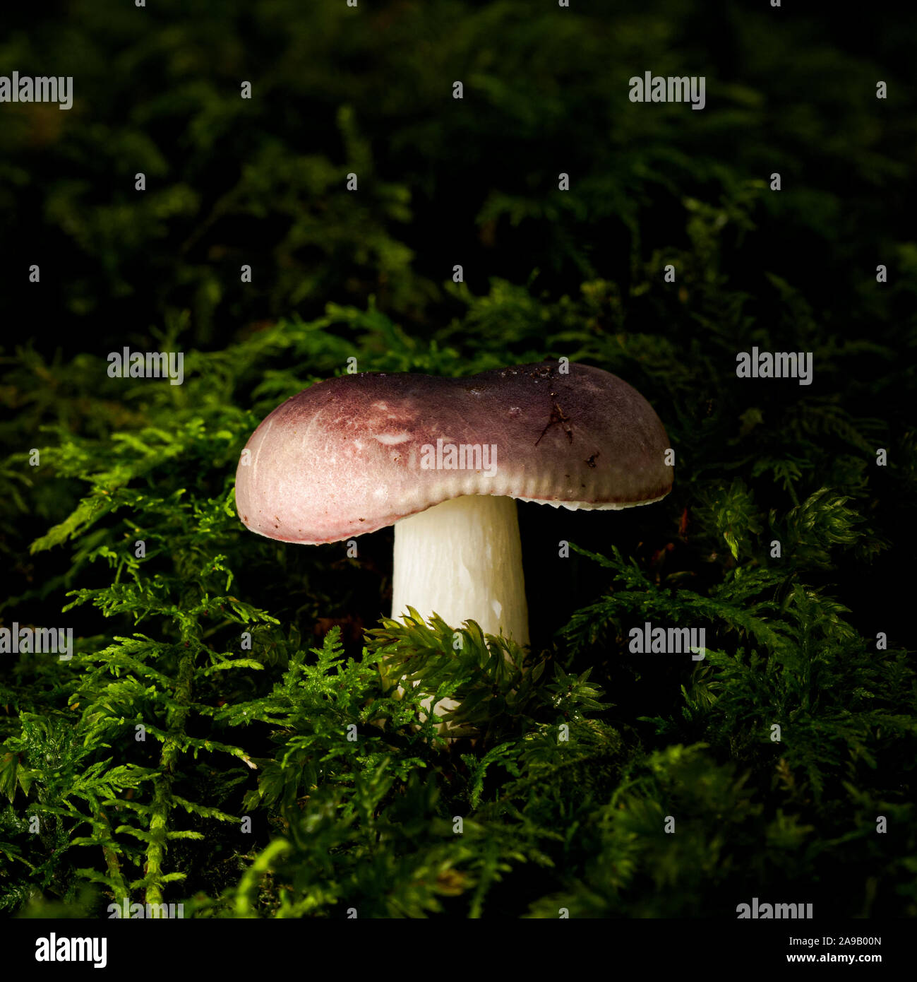 Photographie du gros champignons poussant dans les bois sauvages Banque D'Images