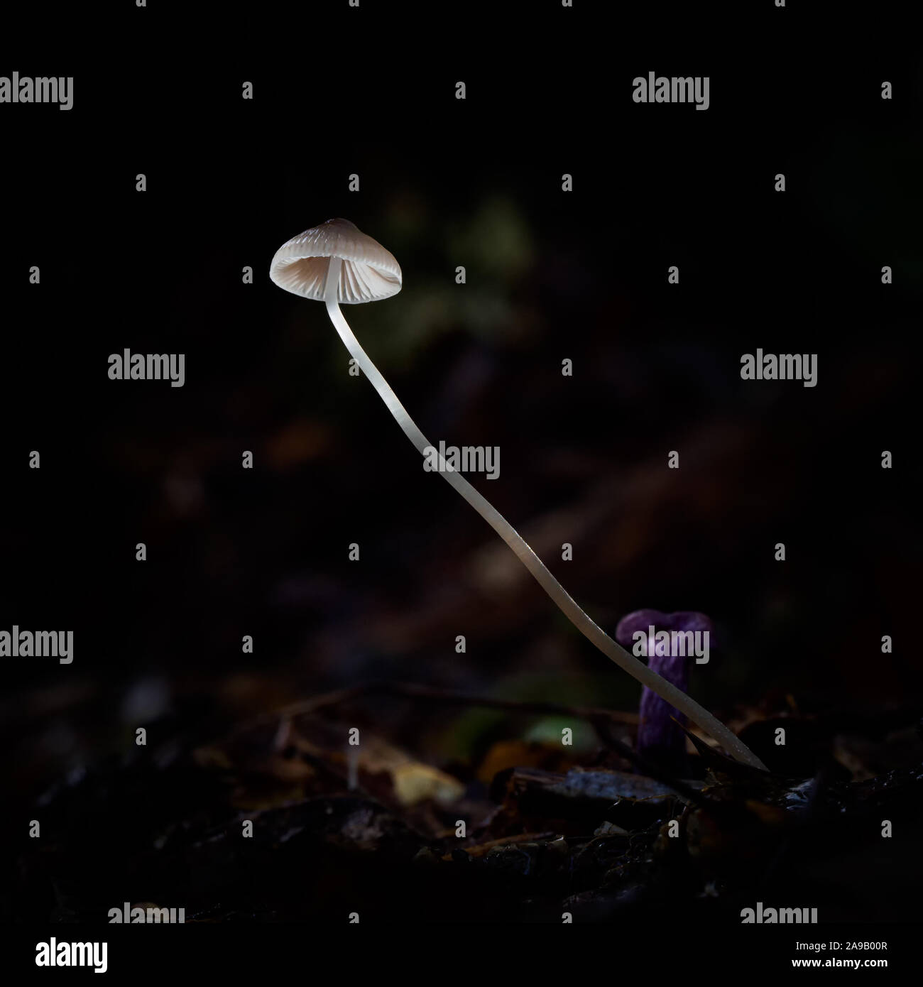 Photographie du gros Mycena erubescens dans l'habitat des champignons Banque D'Images