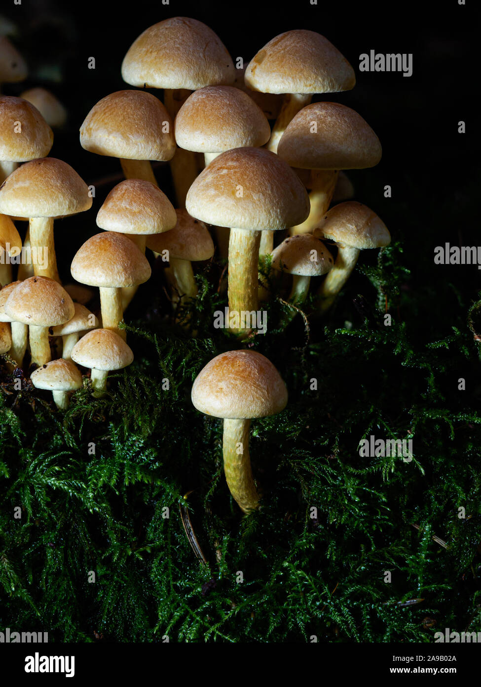 Photographie du gros champignons forestiers en touffe de soufre Banque D'Images