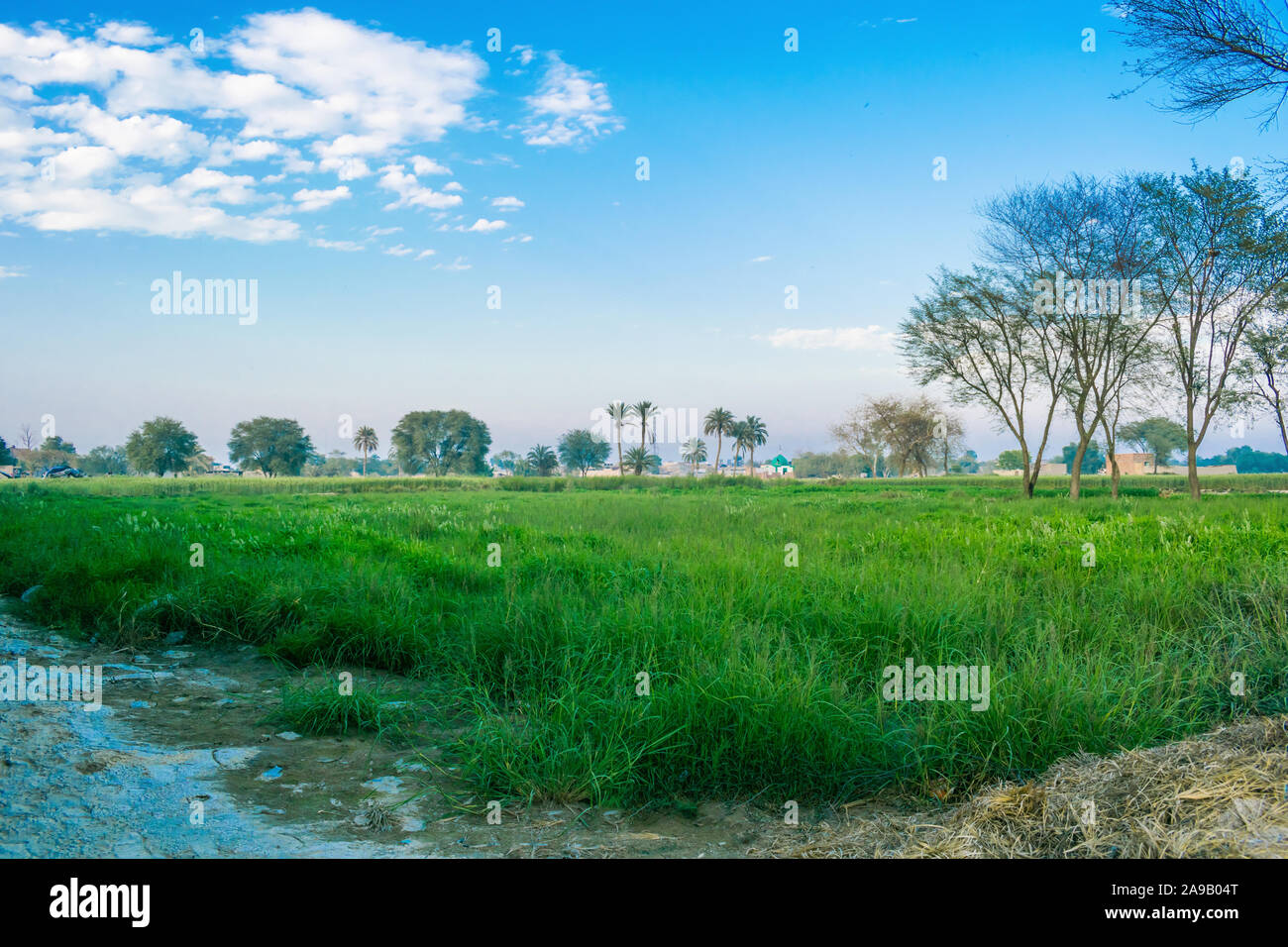 Image paysage de champs verts dans un village du Pendjab pakistanais,Pakistan.paysage de campagne. Banque D'Images