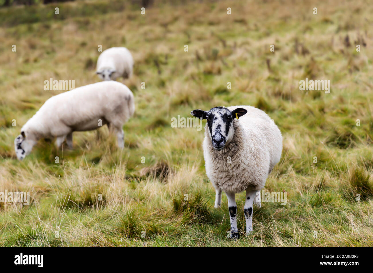 Curieux face mouchetée des moutons paissant dans un champ. Banque D'Images