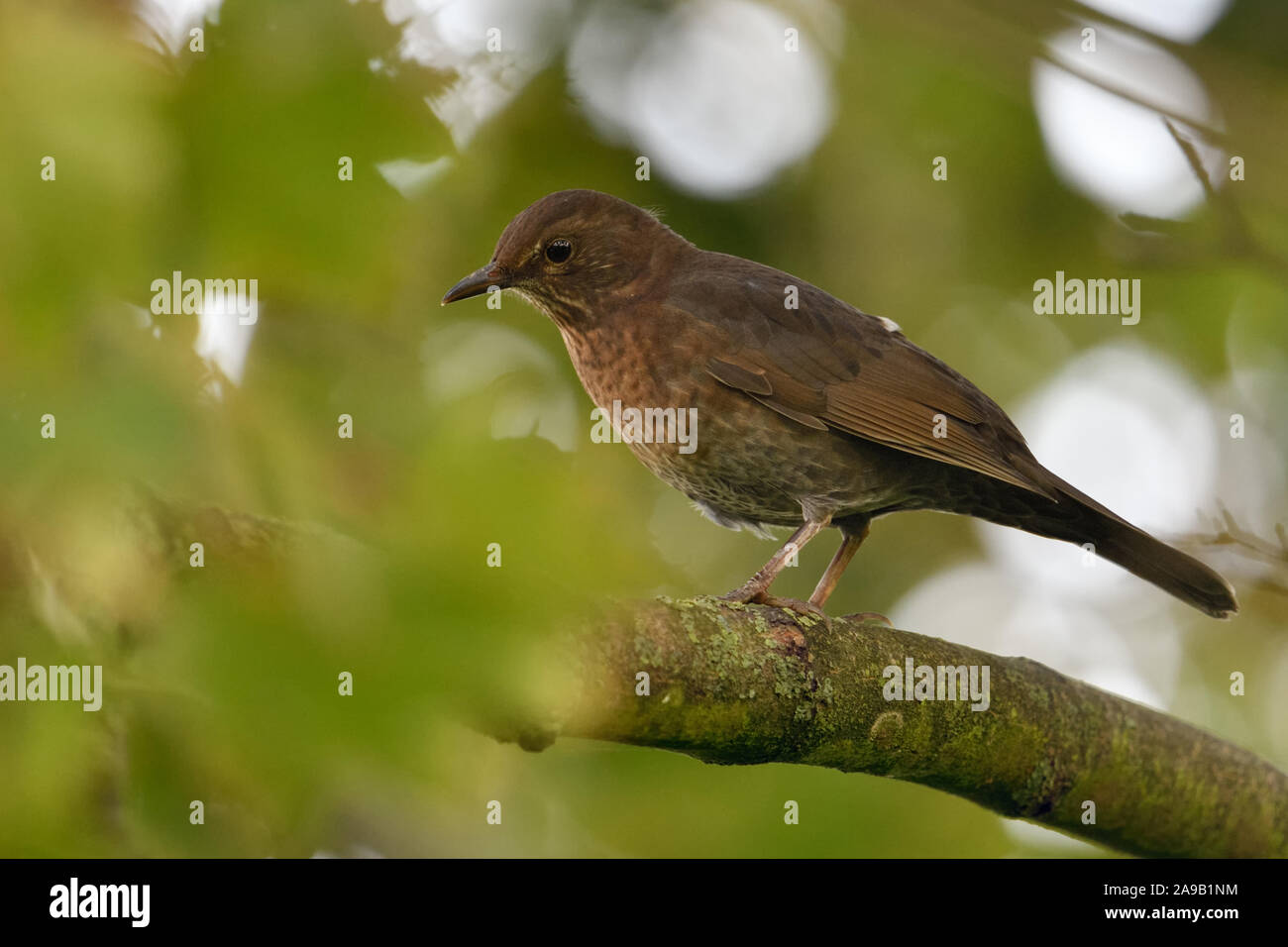 Merle noir (Turdus merula), femelle brown, perché entre les feuilles dans un arbre aux couleurs automnales, de la faune, de l'Europe. Banque D'Images