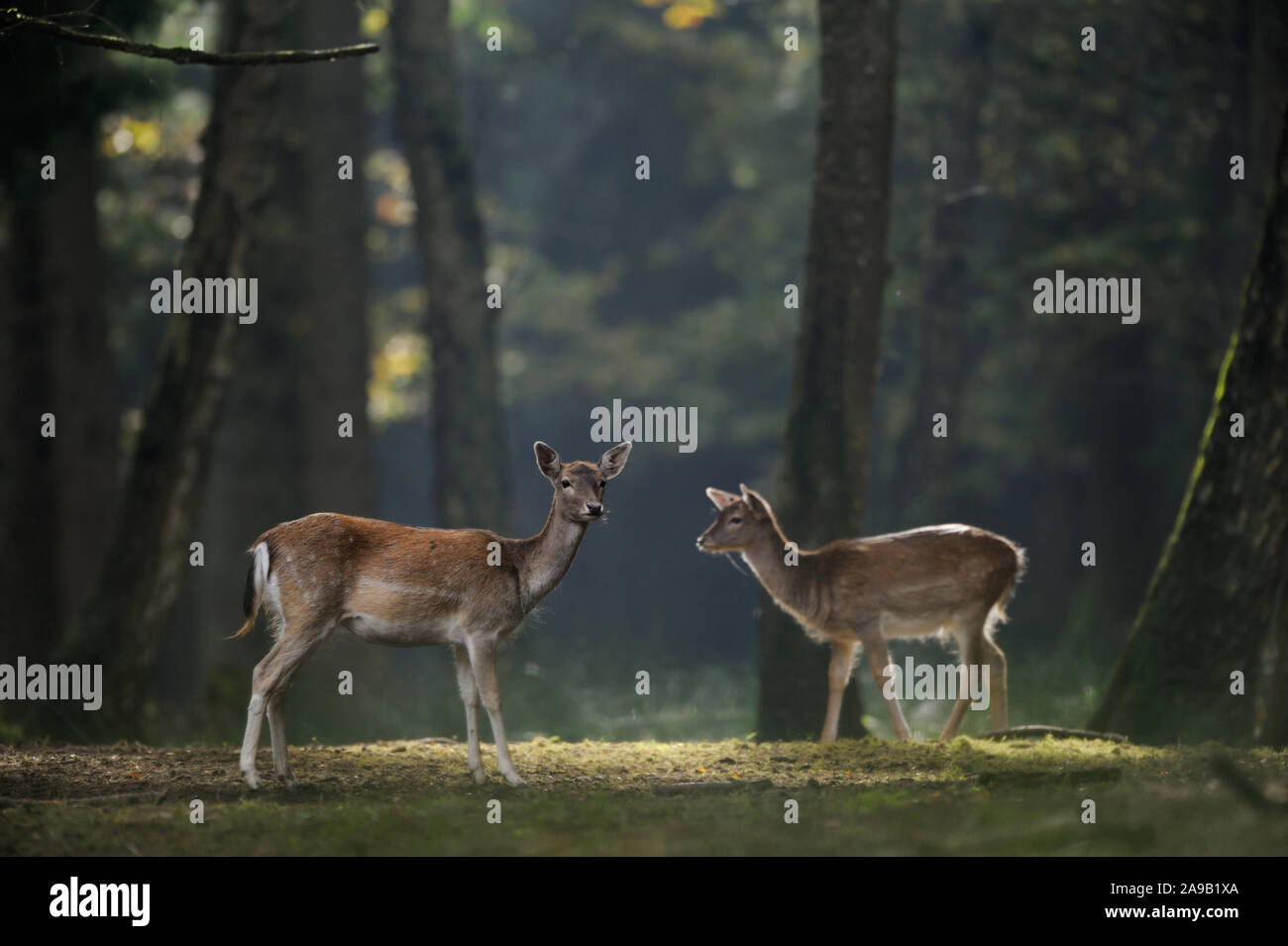 Le daim (Dama dama), deux femelles, biches, debout sur une clairière dans un bois de couleur d'automne, Spotlight, l'Europe. Banque D'Images