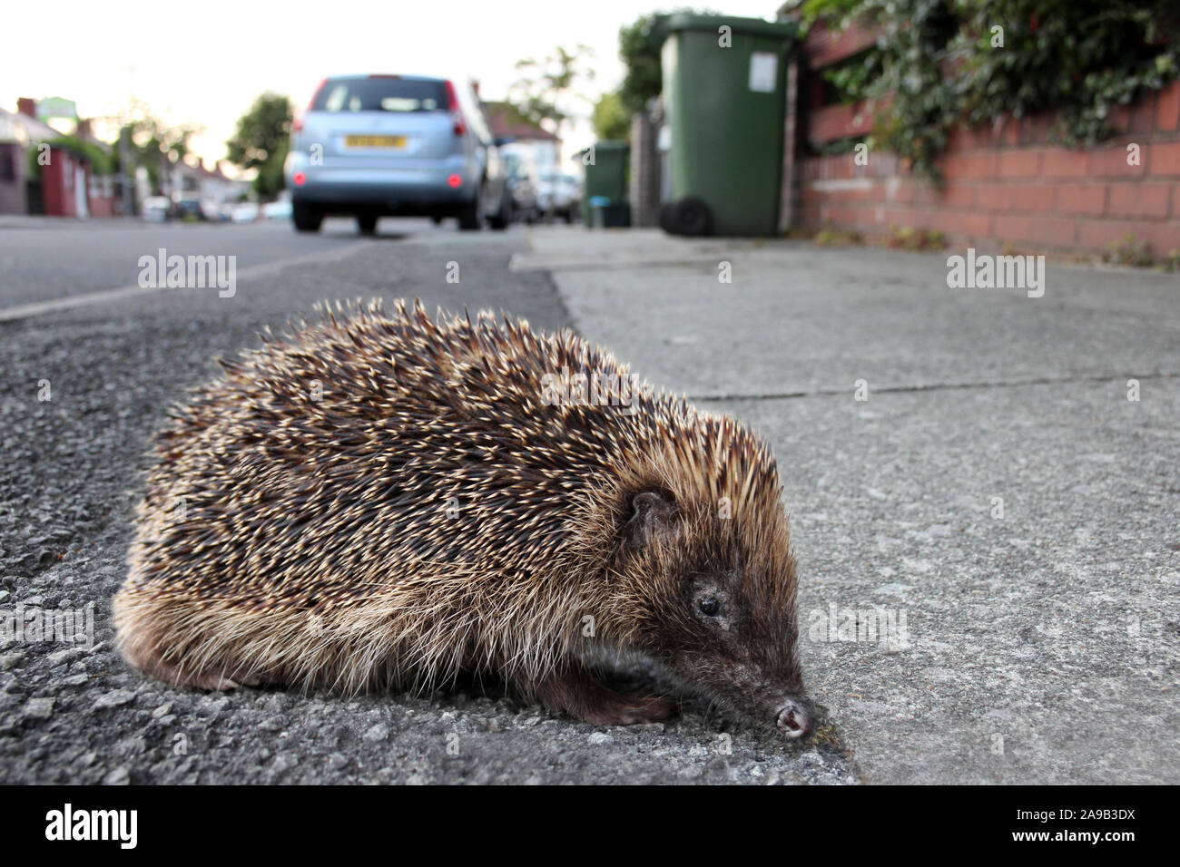 Hedgehog dans une rue au Royaume-Uni Banque D'Images
