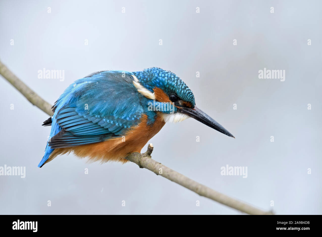 Kingfisher eurasien Alcedo atthis Optimize ( / ), homme en hiver, perché sur une branche, chasse, regarder pour la proie, des flocons de neige sur le dos, de la faune, Banque D'Images