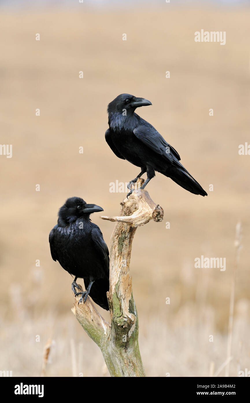 Grand Corbeau Corvus corax / Kolkraben ( ), deux ensemble, perché sur le reste d'un arbre pourri au-dessus de roseaux en zone humide, fait tourner les têtes, de la faune, de l'Europe. Banque D'Images