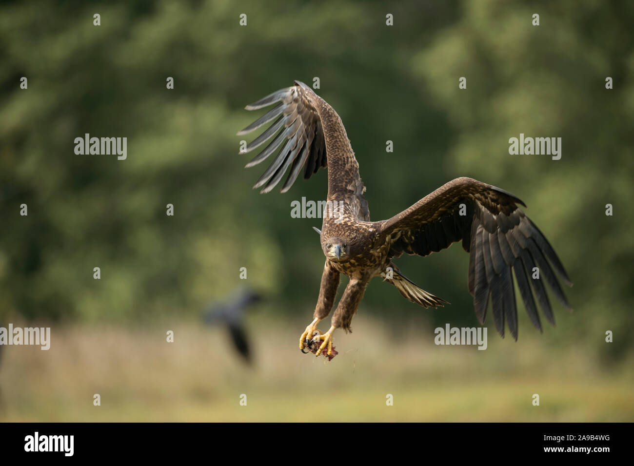 White-tailed Eagle / l'Aigle de mer / Seeadler ( Haliaeetus albicilla ) le jeune adolescent en vol, en vol, en arrivant, avec de puissantes griffes, fron Banque D'Images