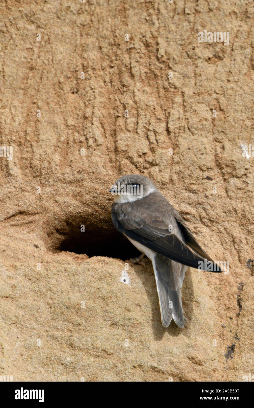 Sand Martin / Hirondelle / Uferschwalbe (Riparia riparia) perché sur son nid dans une rivière, en pose typique, de la faune, de l'Europe. Banque D'Images