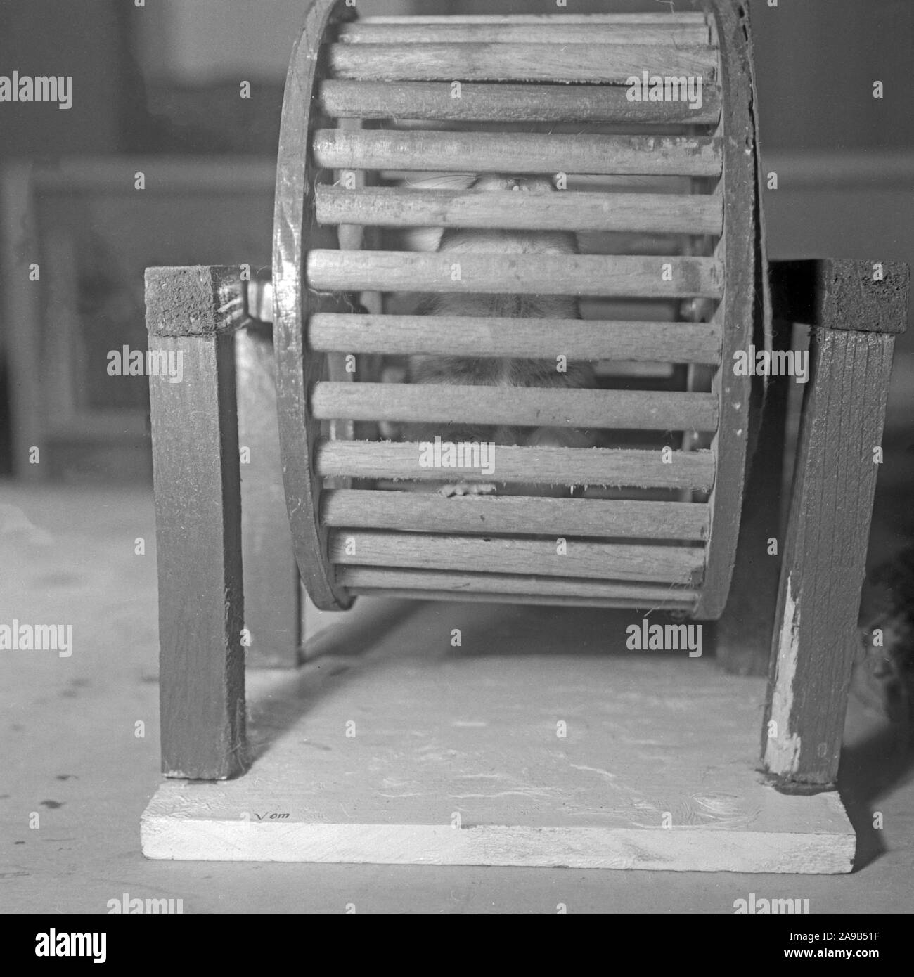 Un hamster tournant dans sa roue à bogies, Allemagne 1955 Banque D'Images