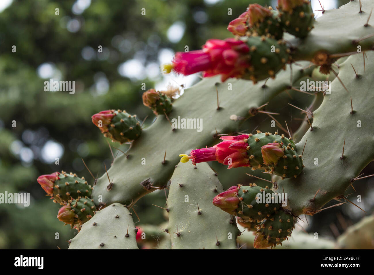 Cactus en fleur. Figuier indien mûr opuntia, alias figuier Barbary