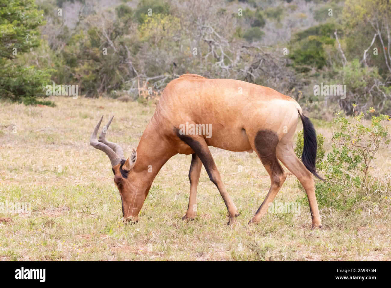 (Alcelaphus buselaphus bubale rouge / caama), l'Addo Elephant National Park, Eastern Cape, Afrique du Sud. Close up le pâturage dans les herbages Banque D'Images