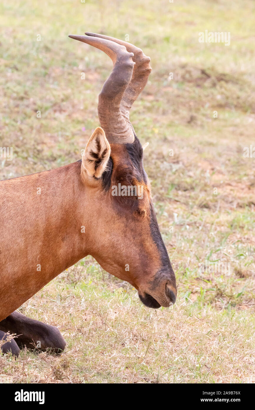 (Alcelaphus buselaphus bubale rouge / caama), l'Addo Elephant National Park, Eastern Cape, Afrique du Sud. Tête portrait gros plan Banque D'Images