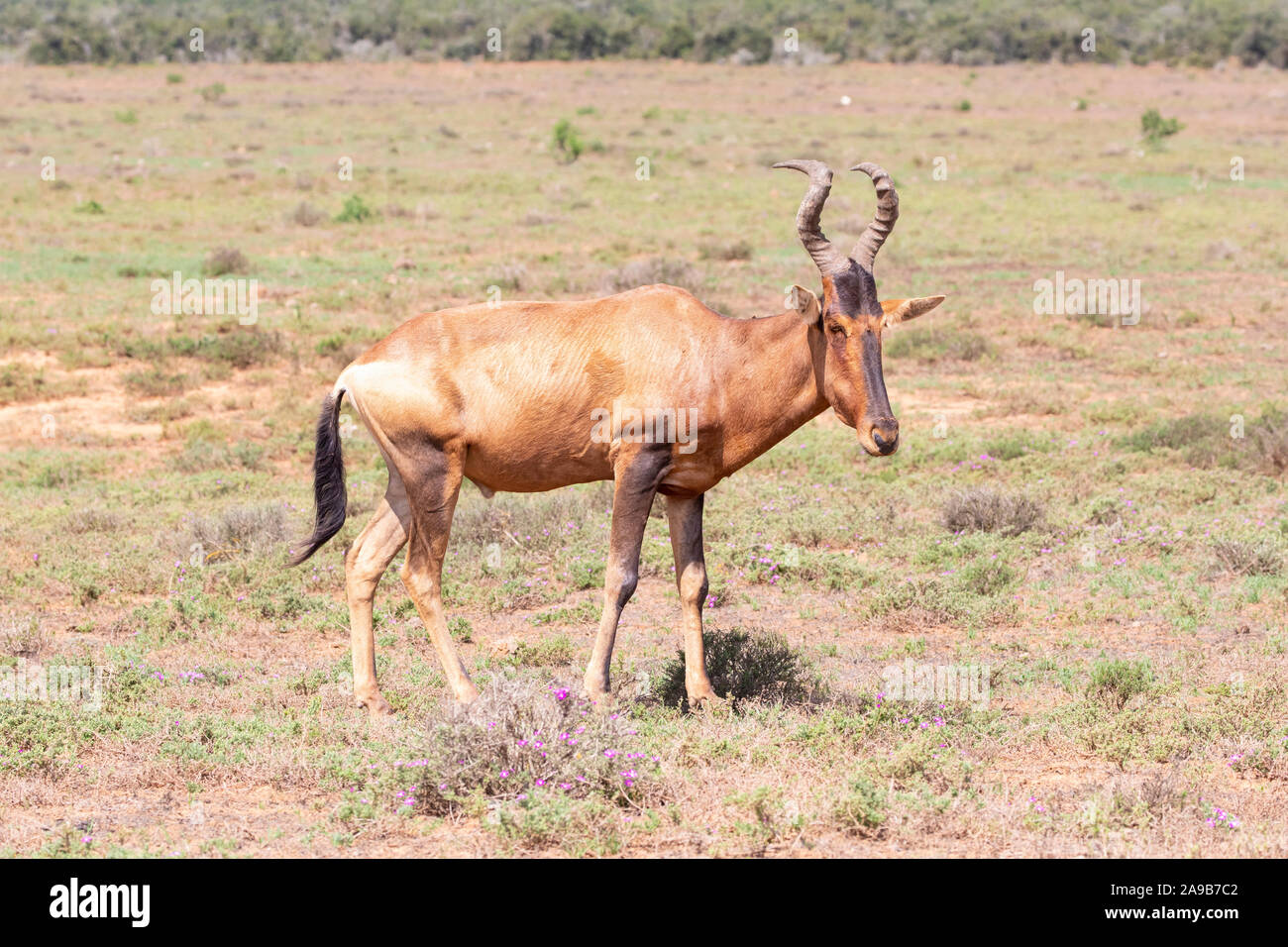 (Alcelaphus buselaphus bubale rouge / caama), l'Addo Elephant National Park, Eastern Cape, Afrique du Sud. Comité permanent dans les prairies Banque D'Images