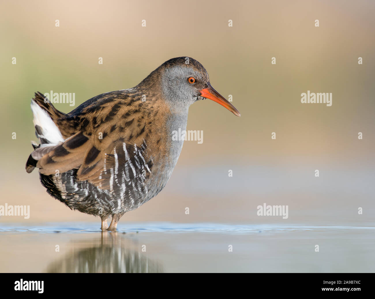 Rampe d'eau (Rallus aquaticus) prises dans le Gloucestershire, Angleterre Banque D'Images