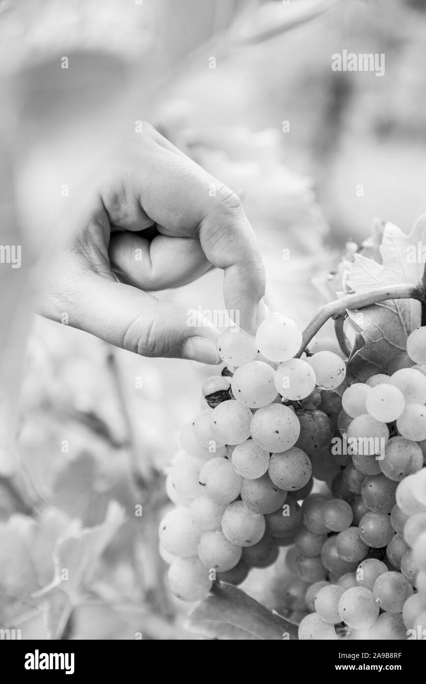 Une cueillette à la main un raisin d'une grappe de raisin suspendu par une vigne dans un vignoble. Noir et blanc. Banque D'Images