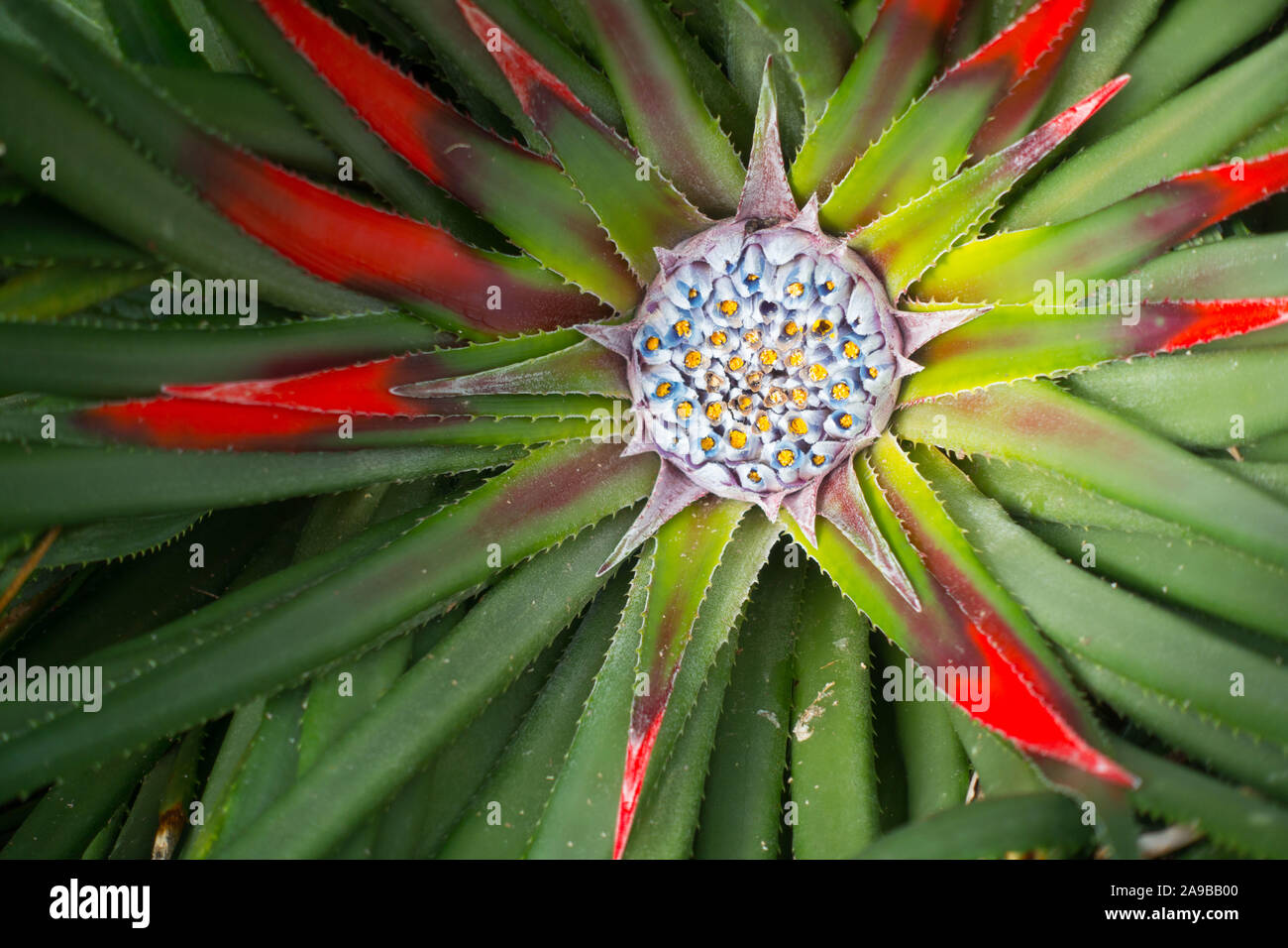 Fascicularia bicolor, une plante originaire d'Amérique du Sud Banque D'Images