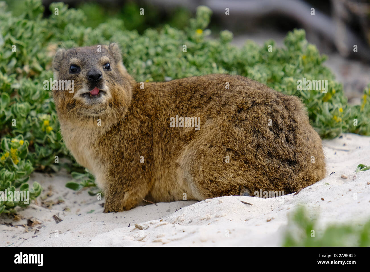 Rock Hyrax,(Procavia capensis) Dassie Afrique du Sud Banque D'Images