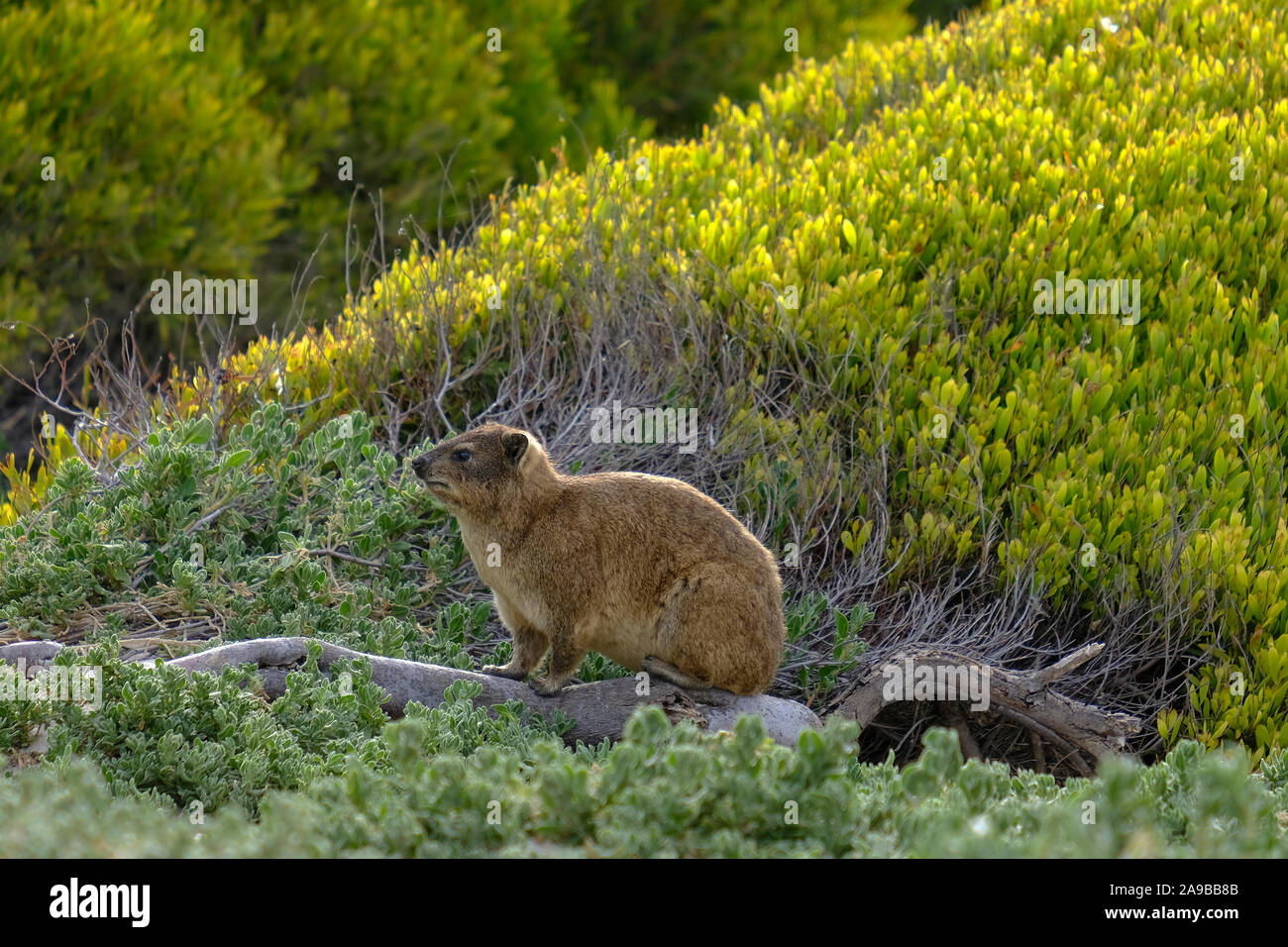 Rock Hyrax,(Procavia capensis) Dassie Afrique du Sud Banque D'Images