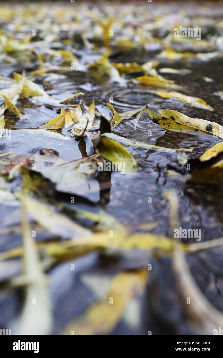 Les feuilles humides sous la pluie, un ruisseau Photo par Antony Thompson - Mille Mot de média, pas de ventes, pas de syndication. Pour plus d'informations contacter mob : 07775556 Banque D'Images